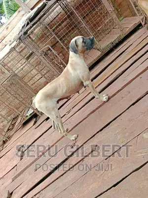 6-12 months Female Purebred Boerboel
