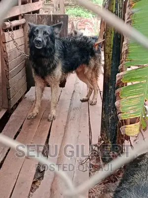 3-6 months Male Purebred German Shepherd