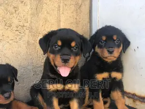 3-6 months Male Purebred Rottweiler