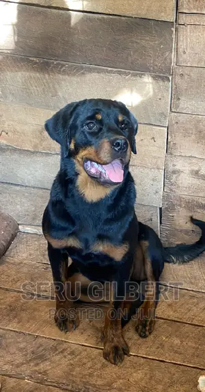 1-3 months Female Purebred Rottweiler