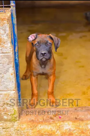 3-6 months Male Purebred Boerboel
