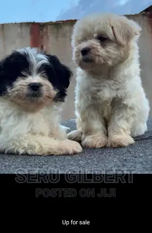 3-6 months Male Purebred Maltese