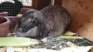 French Lop Rabbits