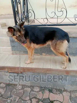 1-3 months Male Purebred German Shepherd