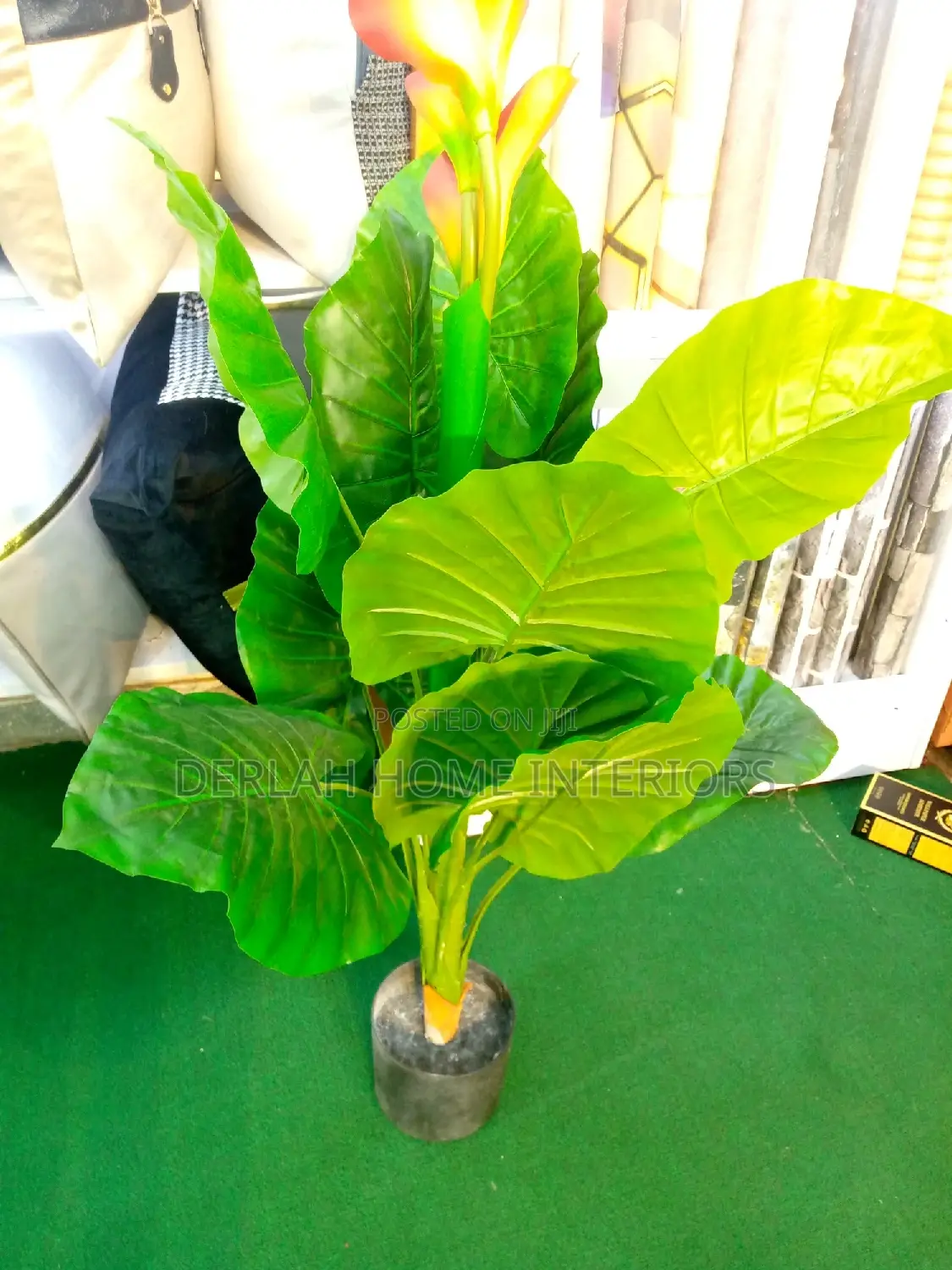 Plants And Flowers