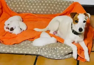 1-3 months Male Purebred Jack Russell Terrier
