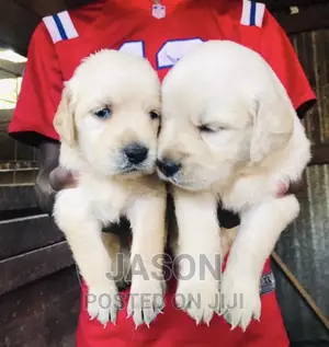 1-3 months Male Purebred Labrador Retriever