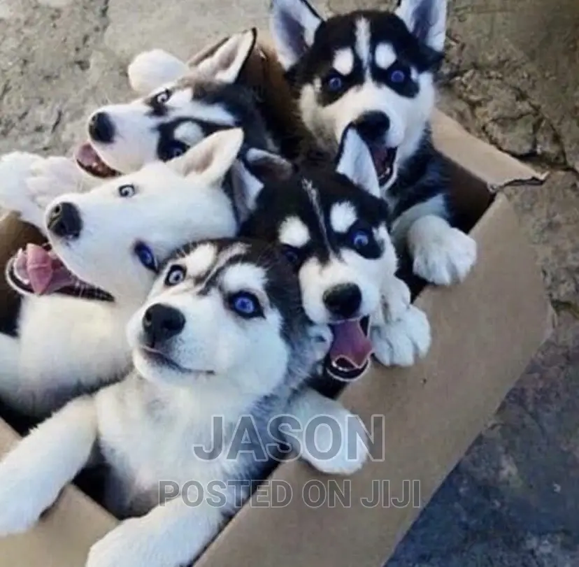 1-3 months Male Purebred Siberian Husky