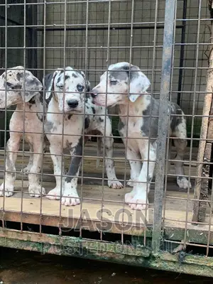 1-3 months Male Purebred Great Dane