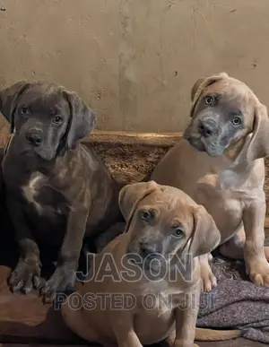 1-3 months Male Purebred Boerboel