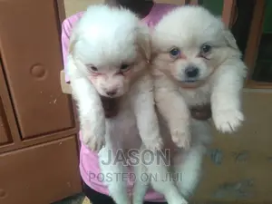 1-3 months Female Purebred Japanese Spitz