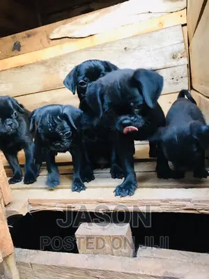 1-3 months Female Purebred Pug