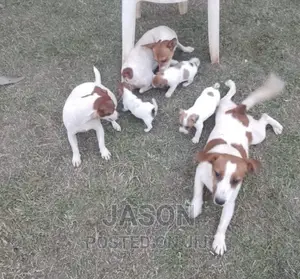 1-3 months Female Purebred Jack Russell Terrier