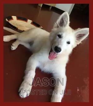 1-3 months Female Purebred White Shepherd