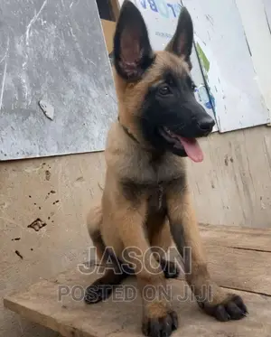1-3 months Female Purebred Belgian Malinois