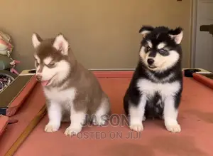 1-3 months Female Purebred Siberian Husky