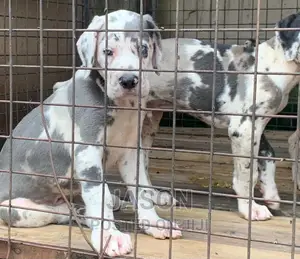 3-6 months Male Purebred Great Dane