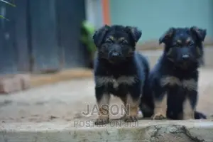 1-3 months Female Purebred German Shepherd