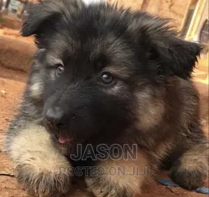 1-3 months Male Purebred German Shepherd