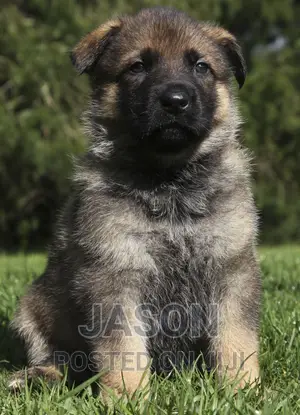 1-3 months Male Mixed Breed Caucasian Shepherd