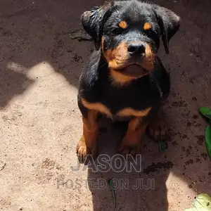 3-6 months Female Purebred Rottweiler