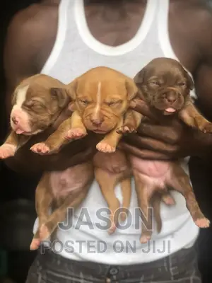 1-3 months Female Purebred American Pit Bull Terrier