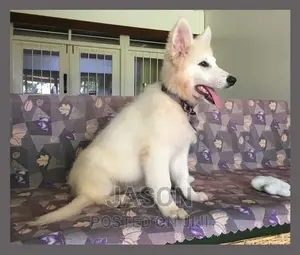 1-3 months Male Purebred White Shepherd
