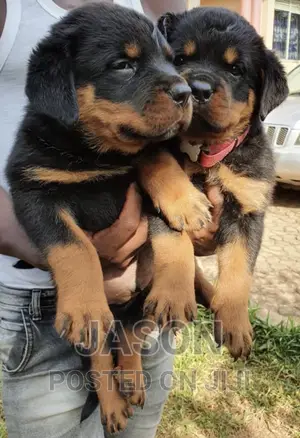 1-3 months Female Purebred Rottweiler