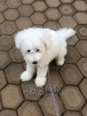 1-3 months Female Purebred Maltese