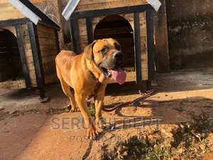 3-6 months Male Purebred Boerboel