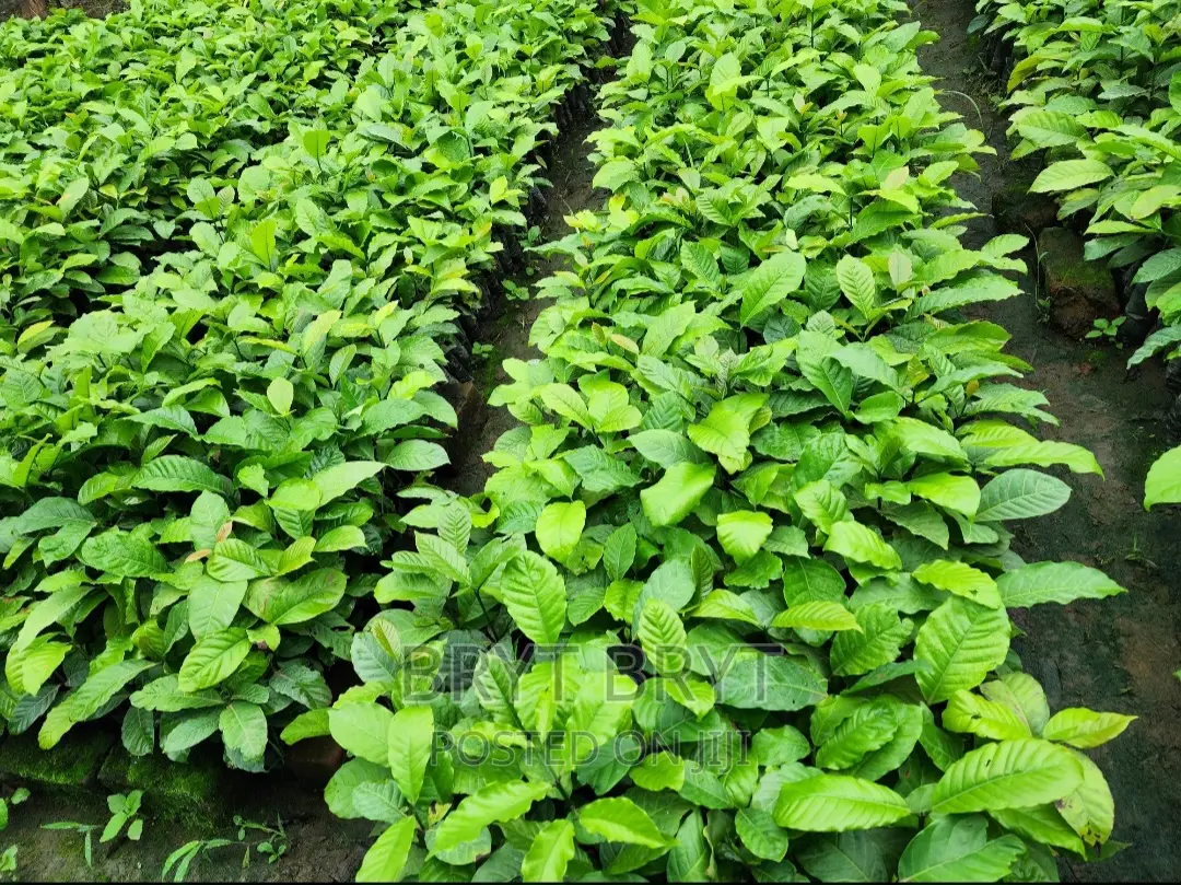 CWDR Coffee Seedlings