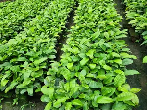 CWDR Coffee Seedlings