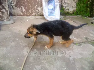 1-3 months Male Purebred German Shepherd