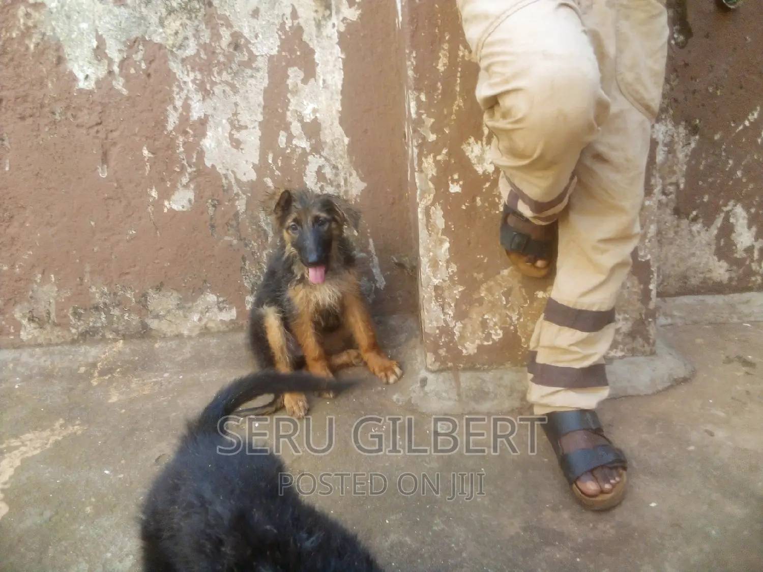 1-3 months Male Purebred German Shepherd