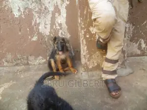1-3 months Male Purebred German Shepherd