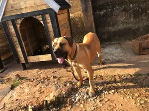 1-3 months Male Purebred Boerboel