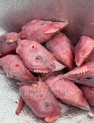 Chicken Heads for Dogs