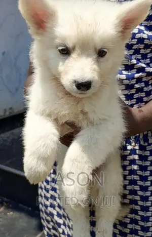 1-3 months Female Purebred Japanese Spitz