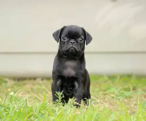 1-3 months Male Purebred Pug