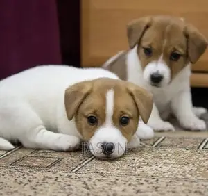 1-3 months Male Purebred Jack Russell Terrier