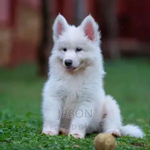 3-6 months Female Purebred White Shepherd