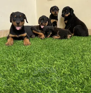 3-6 months Male Purebred Doberman Pinscher