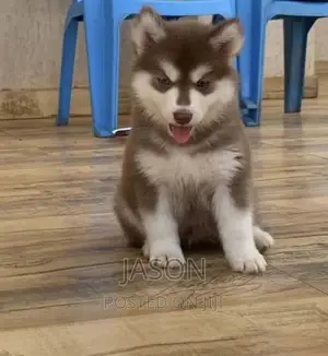 3-6 months Male Purebred Siberian Husky