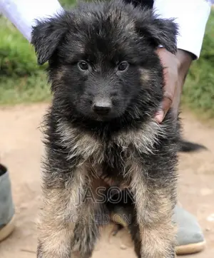3-6 months Female Purebred German Shepherd
