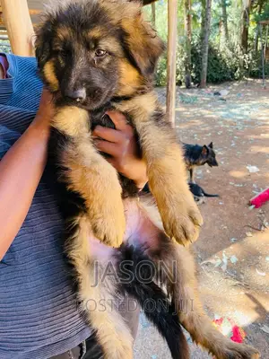 3-6 months Female Purebred German Shepherd