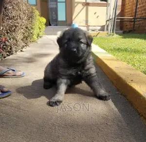 1-3 months Male Mixed Breed Caucasian Shepherd