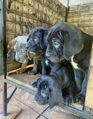 3-6 months Male Purebred Boerboel