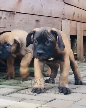 3-6 months Female Purebred Boerboel