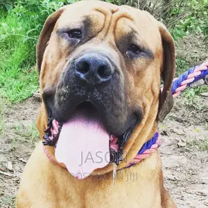 1+ year Male Purebred Boerboel