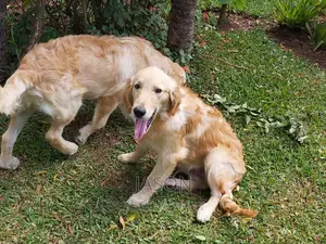 6-12 months Male Purebred Golden Retriever